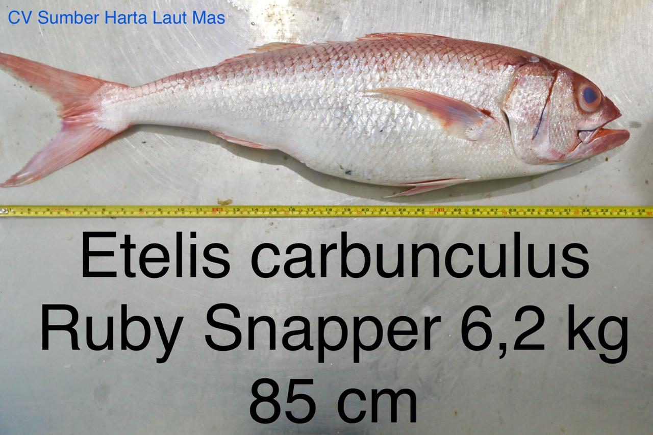 Ruby Snapper